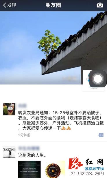 别传了!张家界根本没飞机撒药治白蛾这回事儿